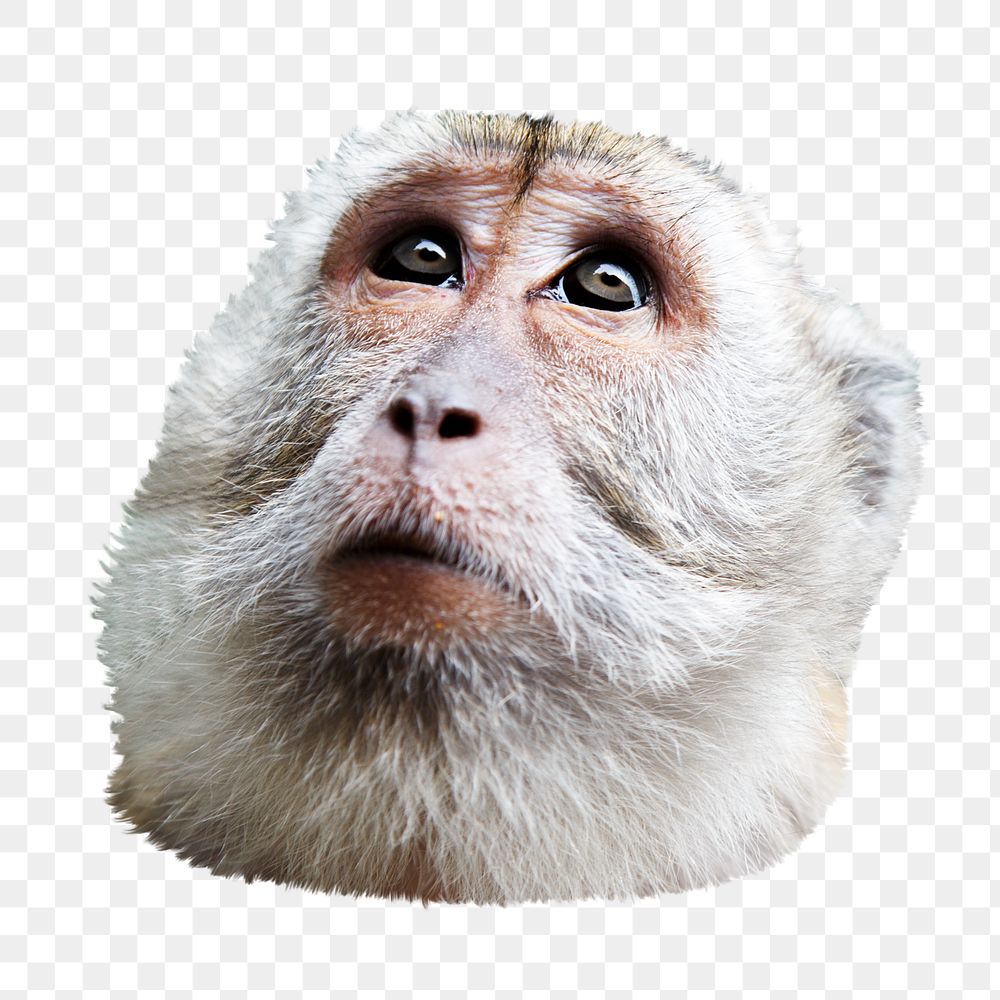 Monkey looking up png sticker, transparent background