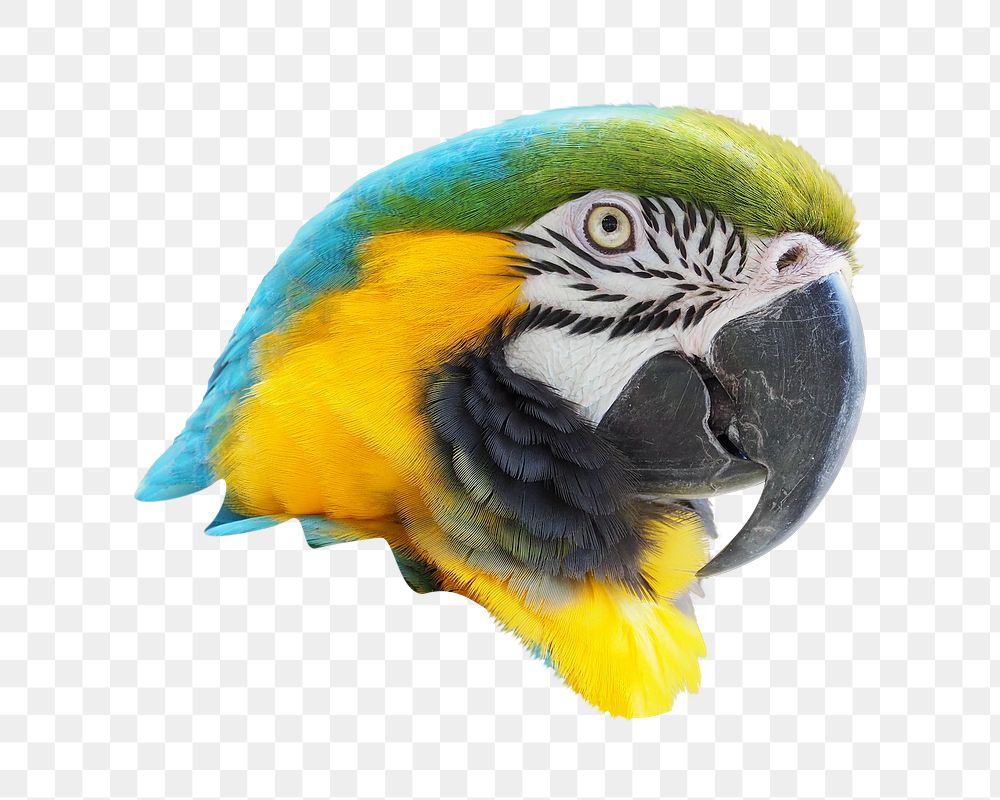 Macaw parrot png, transparent background
