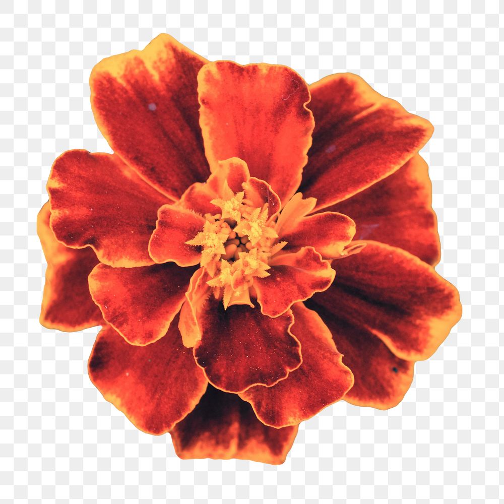 Marigold flower png, transparent background