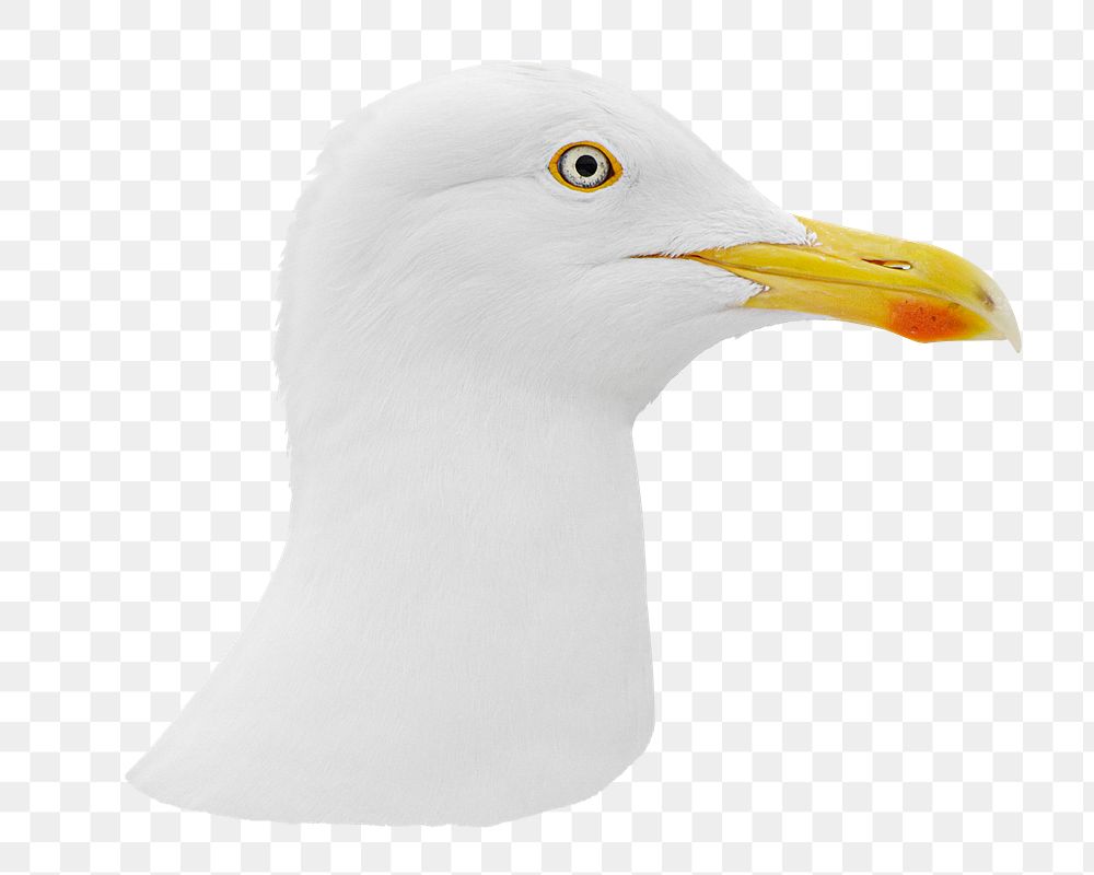 Seagull bird png sticker, transparent background