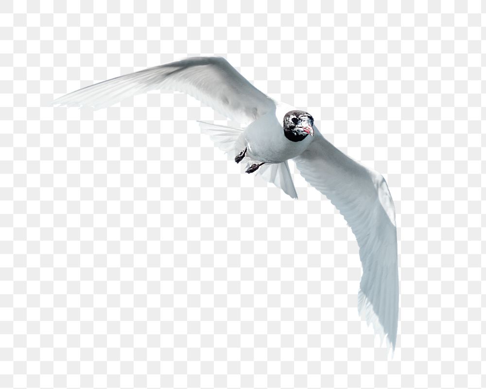 PNG seagull bird, collage element, transparent background