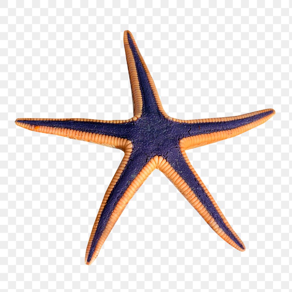 Starfish png, transparent background