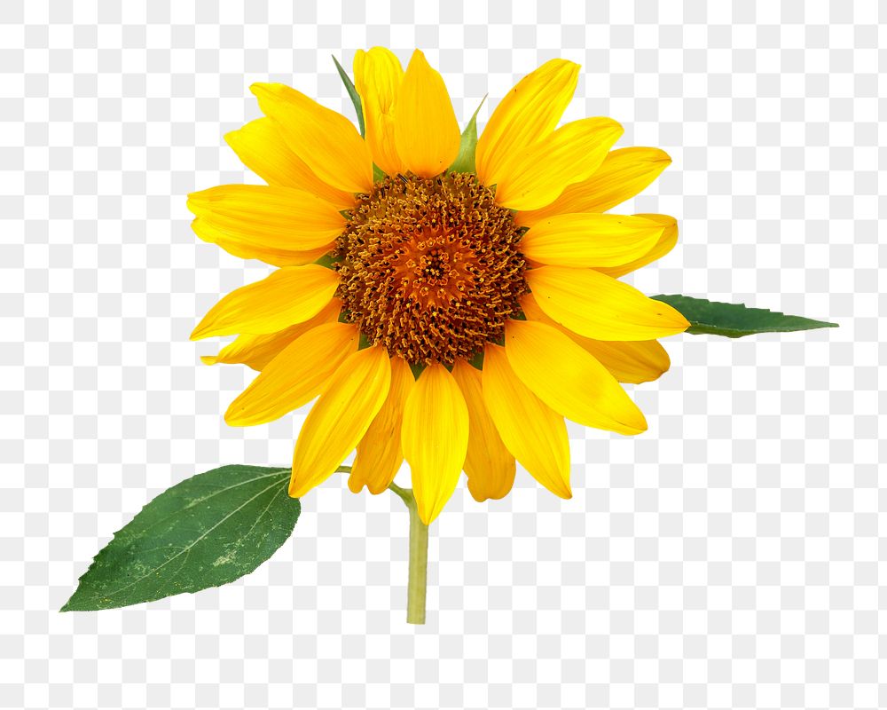 Sunflower png, transparent background