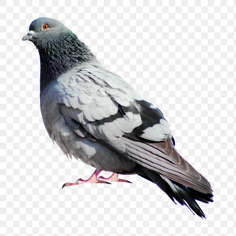 Pigeon bird png sticker, animal transparent background