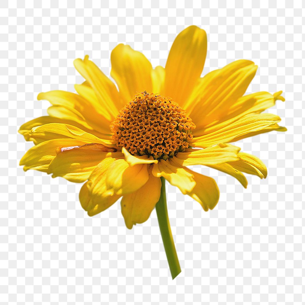 Yellow coneflower png sticker, transparent background