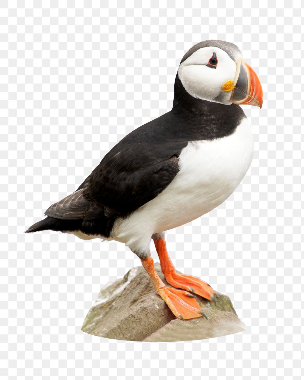 PNG puffin bird, collage element, transparent background