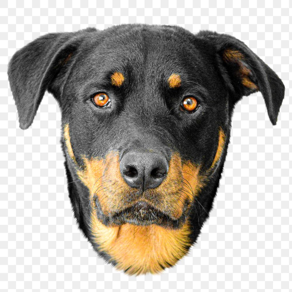 Rottweiler dog animal png sticker, transparent background