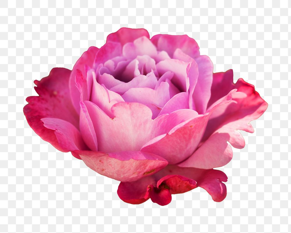 Pink rose flower png sticker, transparent background