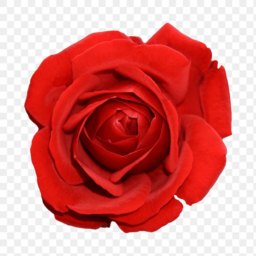 Red rose flower png, transparent background