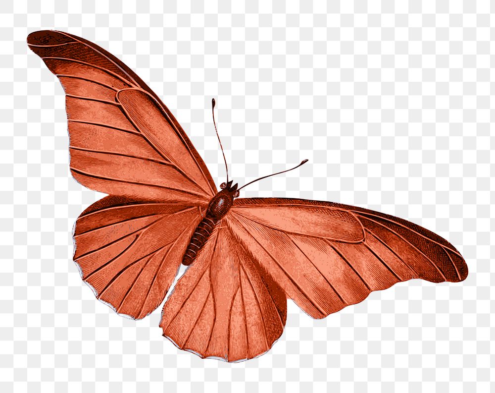 Red butterfly png sticker, transparent background