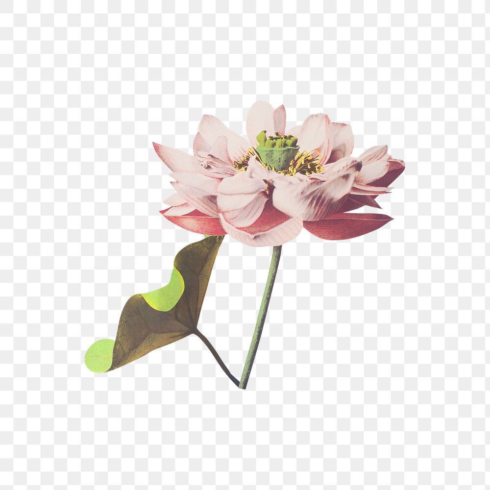 Lotus flower png element, transparent background