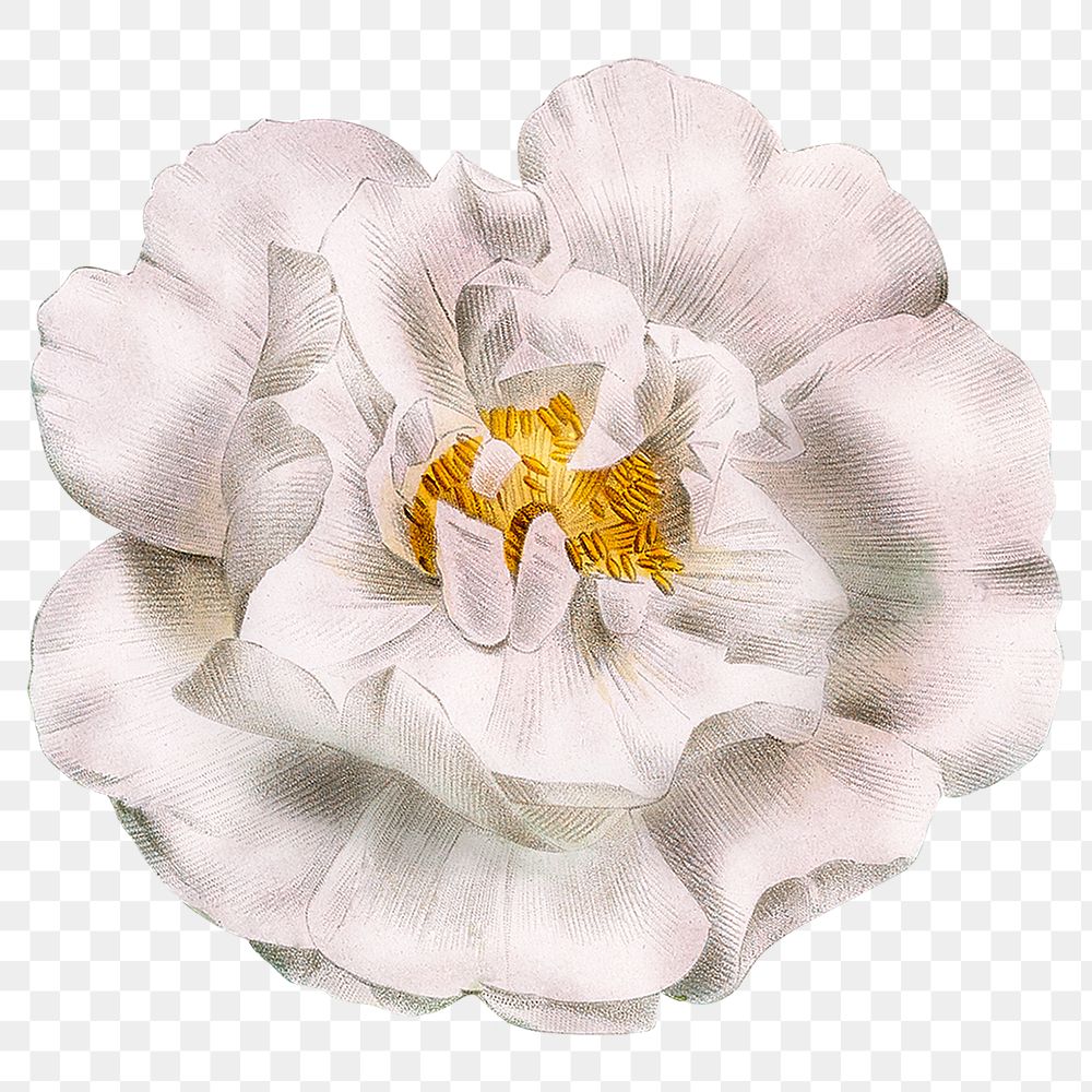 White rose png vintage flower sticker, transparent background