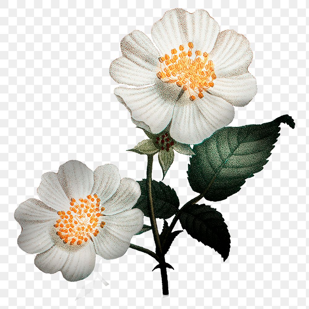 White flower png vintage dog rose sticker, transparent background