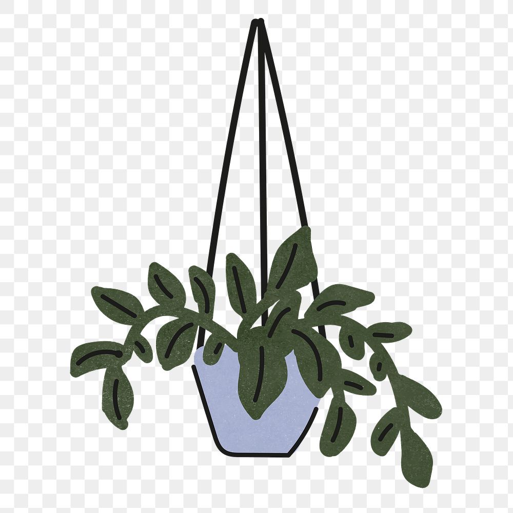 Hanging plant png sticker, transparent background