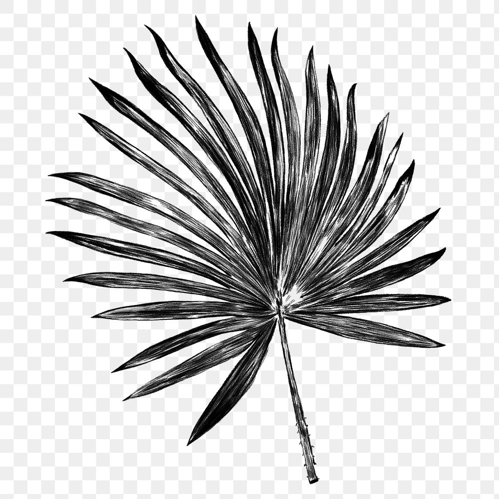 Black palm leaf png sticker, transparent background