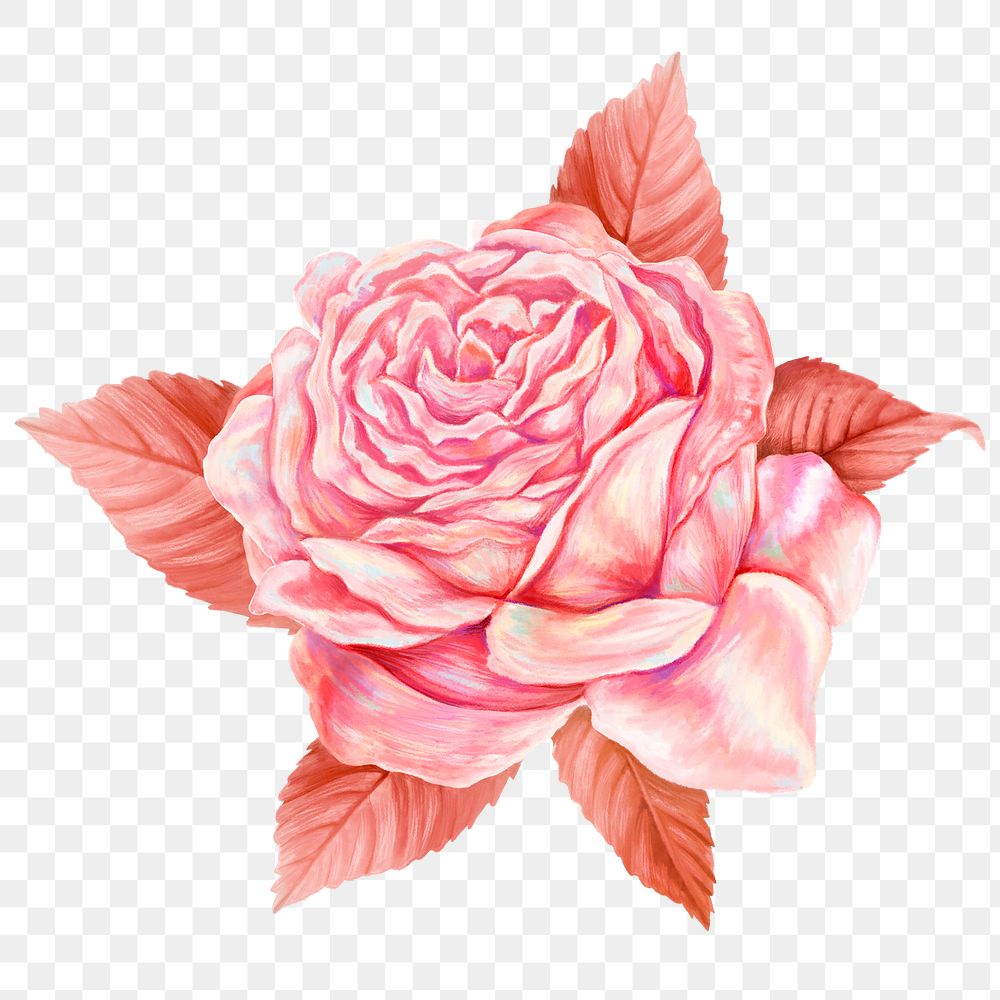 Pink vintage rose png sticker, transparent background