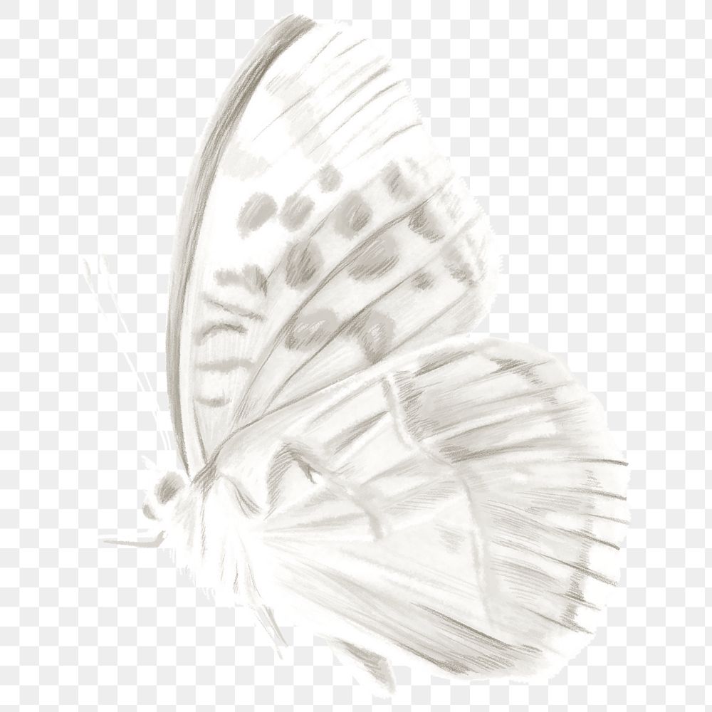 Offwhite butterfly png sticker, aesthetic Premium PNG Illustration rawpixel