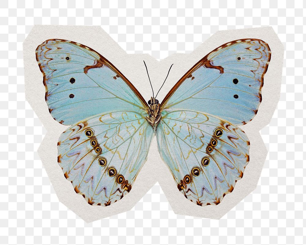 Blue butterfly  png insect sticker, paper cut on transparent background