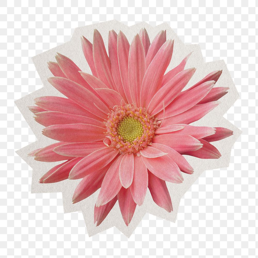 Pink gerbera png sticker, paper cut on transparent background