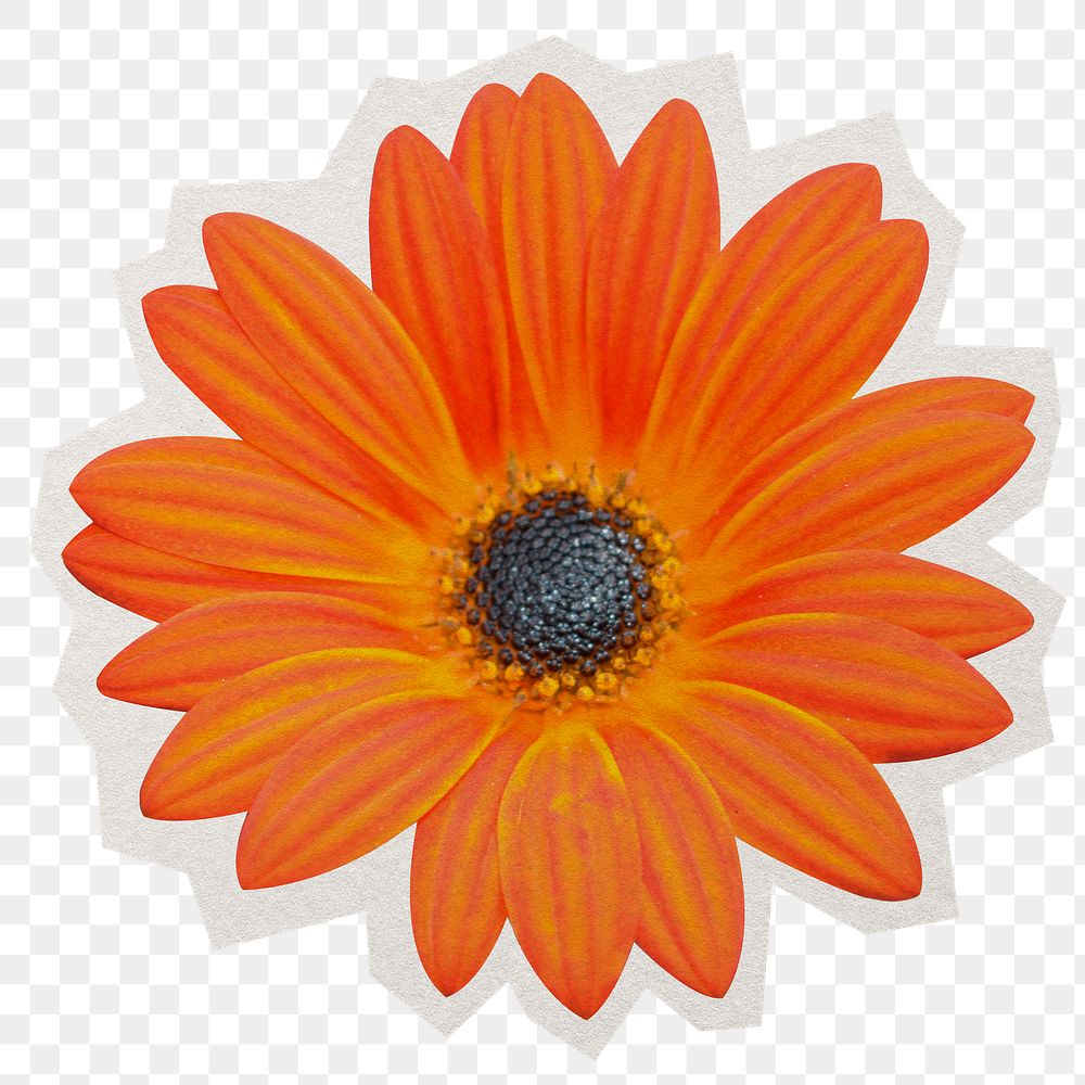 Orange daisy png sticker, paper cut on transparent background