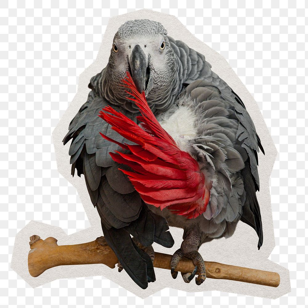 Grey parrot png sticker, paper cut on transparent background