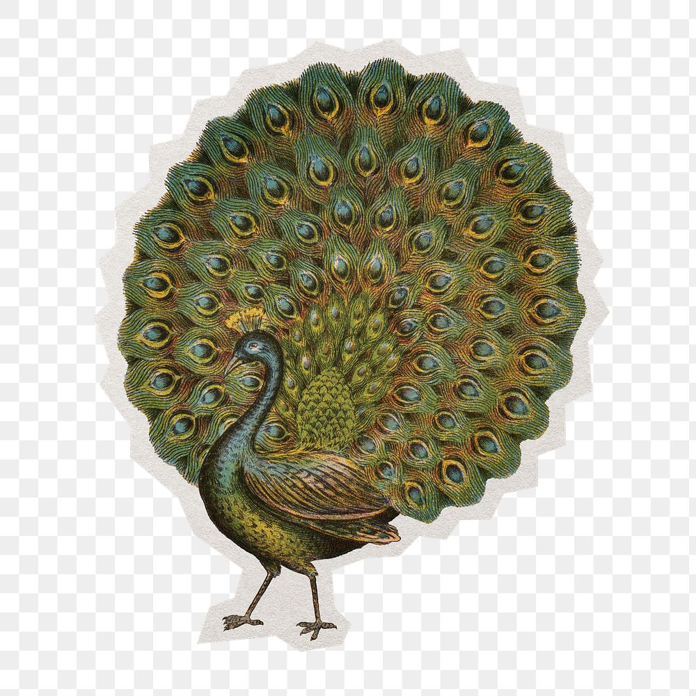 Aesthetic peacock png sticker, paper cut on transparent background. Remixed by rawpixel.