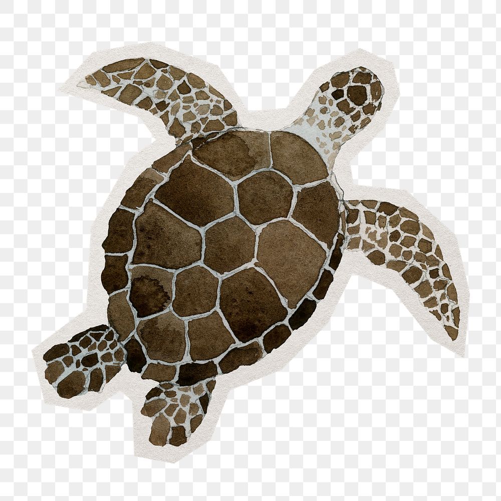 Watercolor png sea turtle sticker, paper cut on transparent background