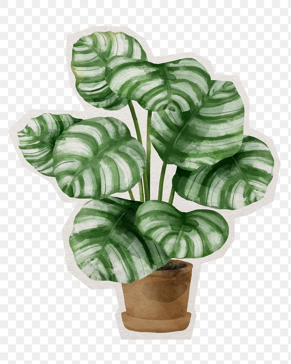 Png calathea orbifolia watercolor leaf sticker, paper cut on transparent background