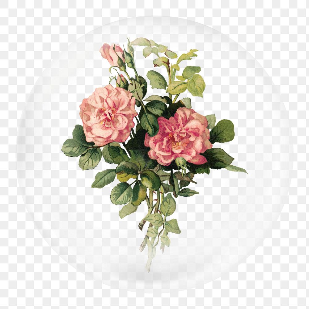 Vintage blush roses png sticker, bubble design transparent background. Remixed by rawpixel.