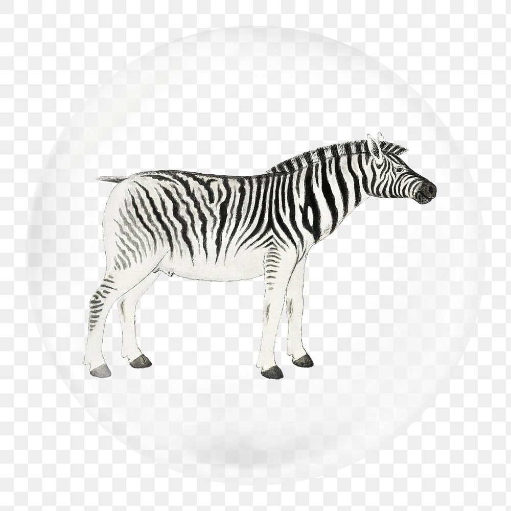 Zebra png sticker, bubble design transparent background. Remixed by rawpixel.
