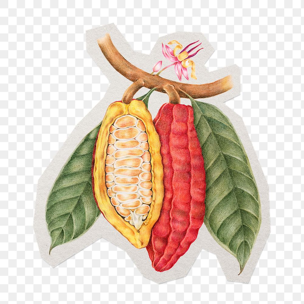Cacao bean png sticker, paper cut on transparent background