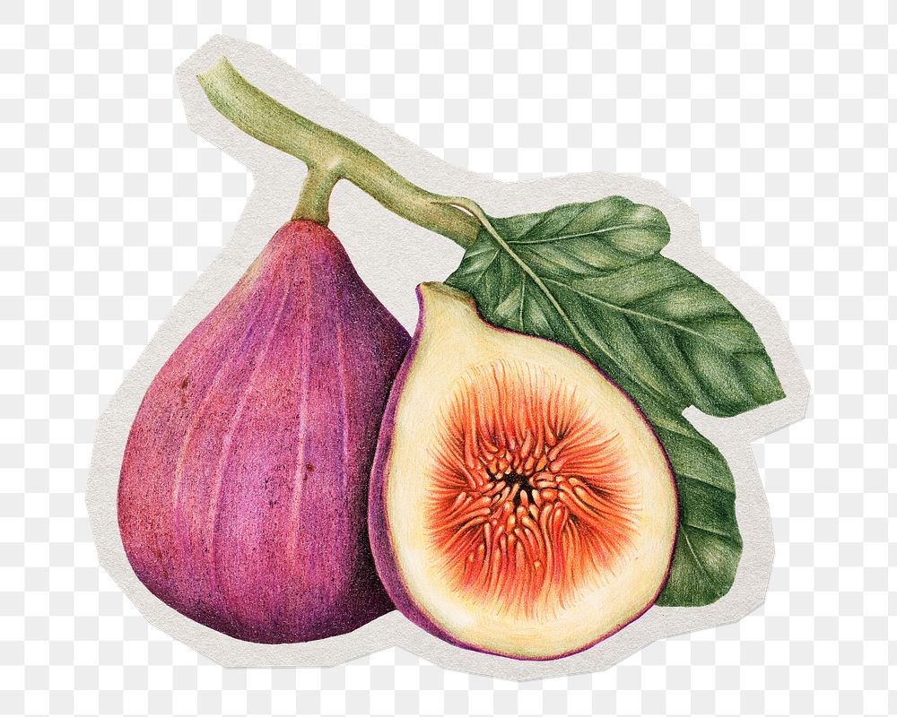 Fig png fruit sticker, paper cut on transparent background