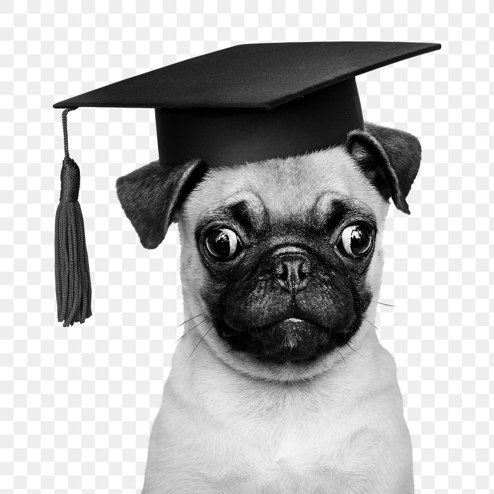 Puppy graduation png b&w element, transparent background