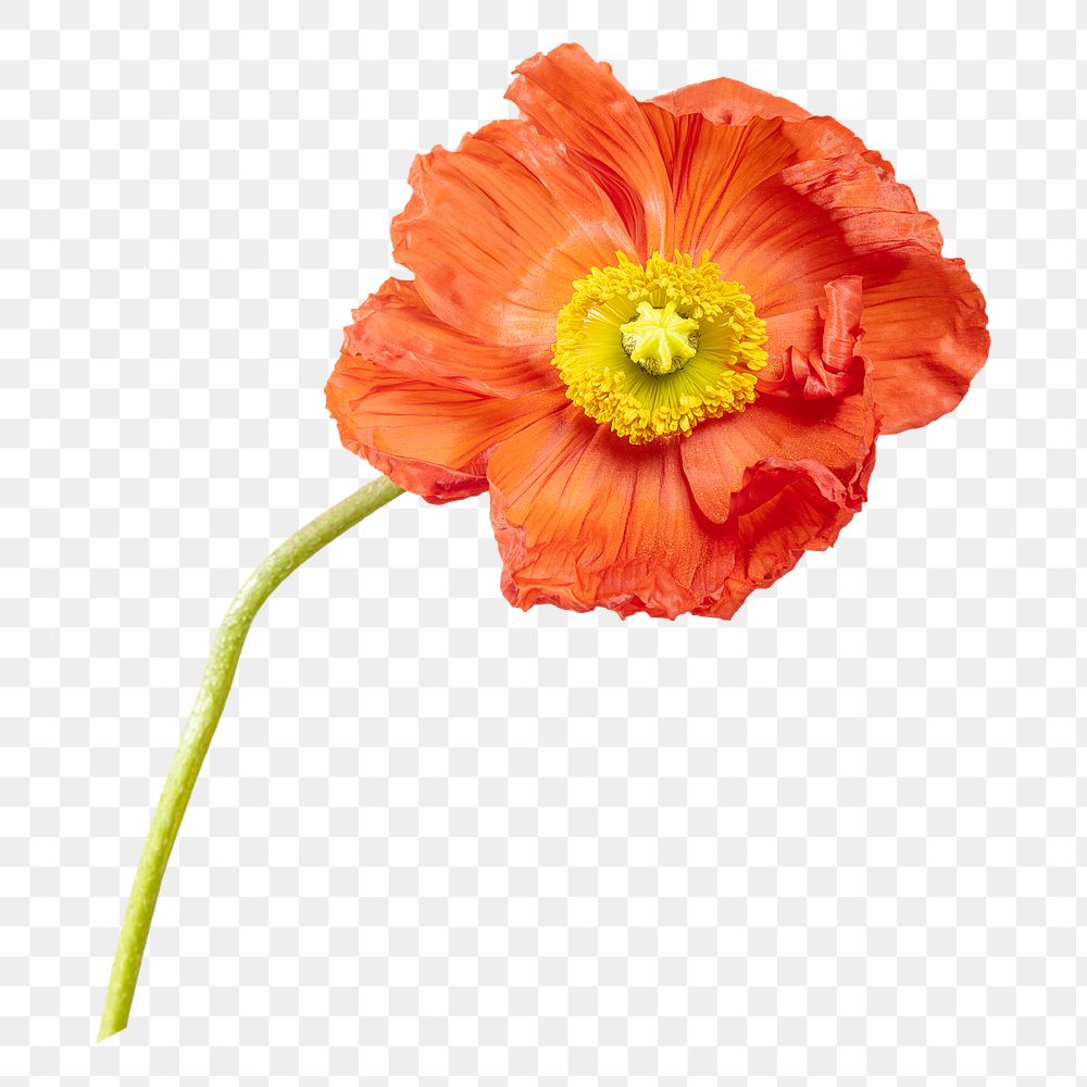 PNG poppy flower, collage element, transparent background