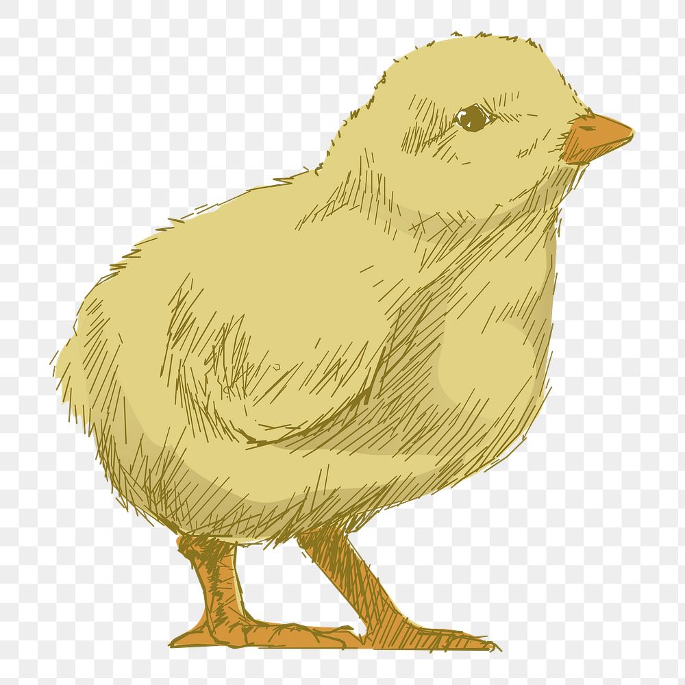 Png yellow baby chick  animal illustration, transparent background