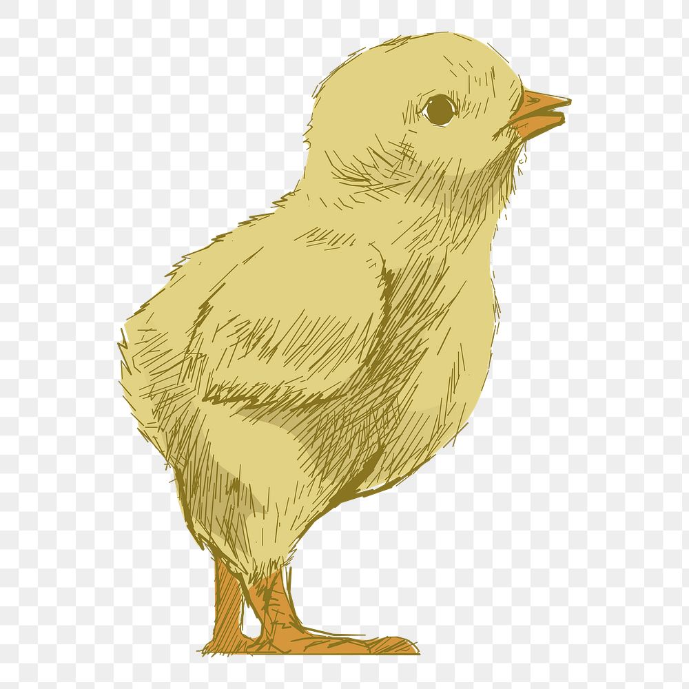 Png baby chick  animal illustration, transparent background