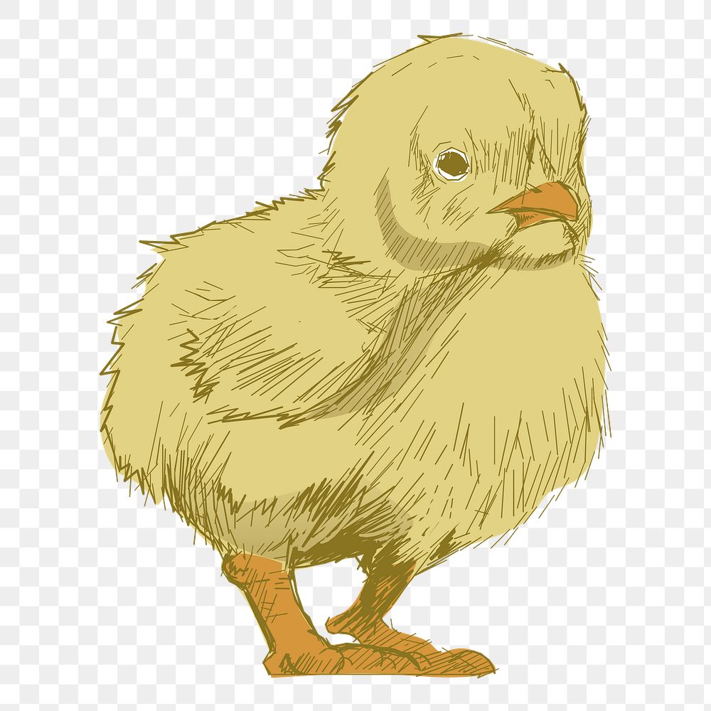 Png yellow baby chick  animal illustration, transparent background