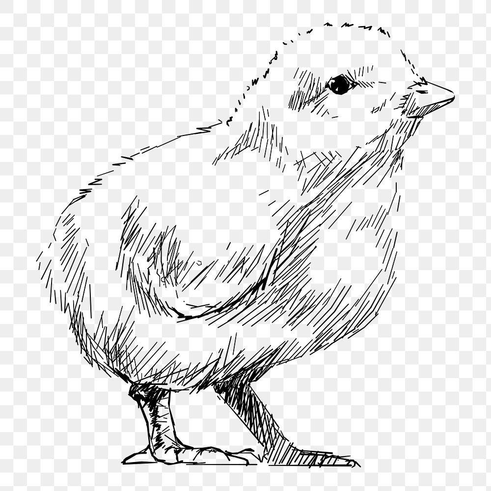 Png baby chick sketch  animal illustration, transparent background