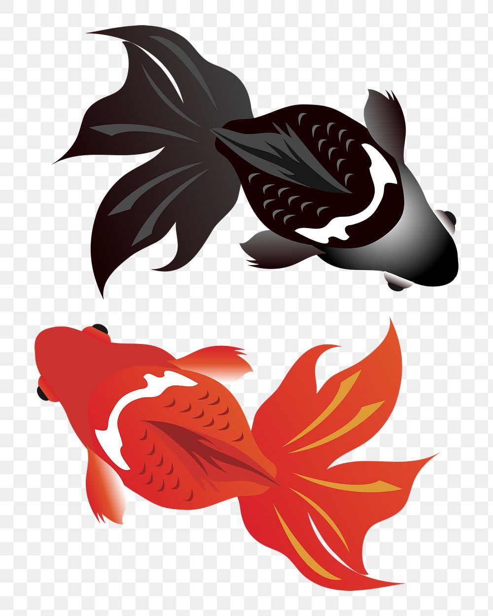 Black moor and gold fish png illustration, transparent background. Free public domain CC0 image.