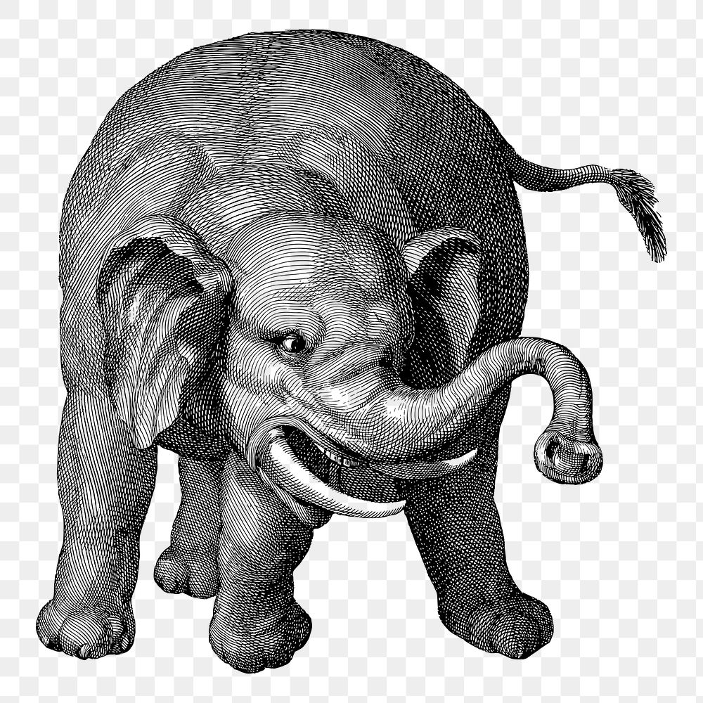Elephant  png clipart illustration, transparent background. Free public domain CC0 image.
