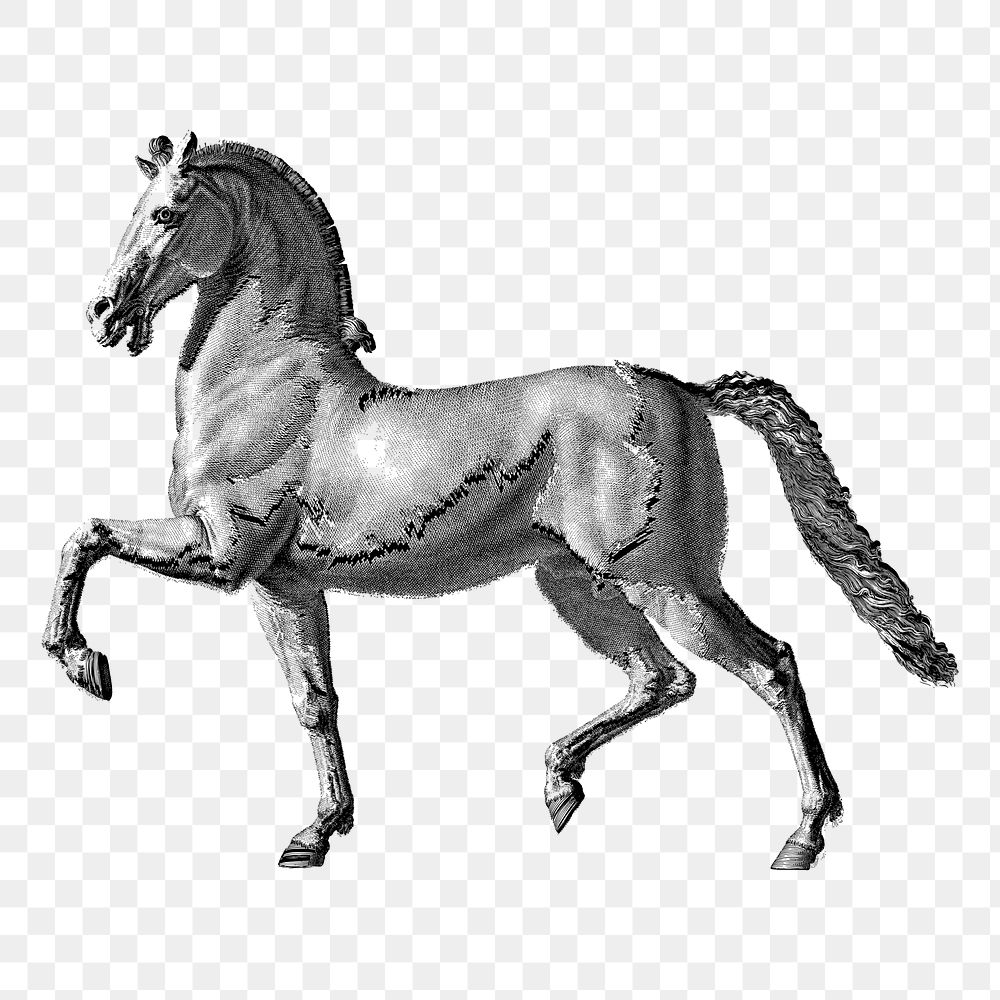 Horse png sticker, transparent background. Free public domain CC0 image.