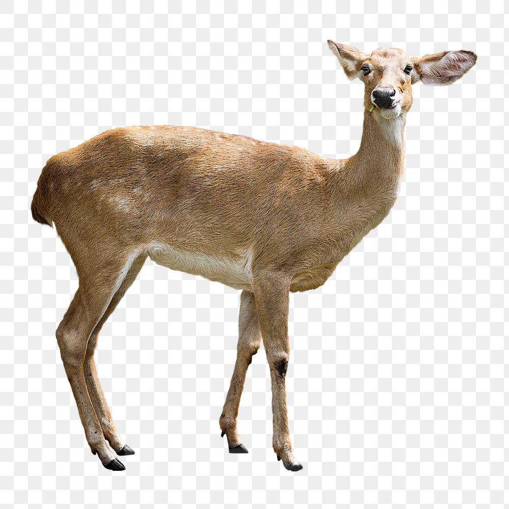PNG Closeup of deer, collage element, transparent background
