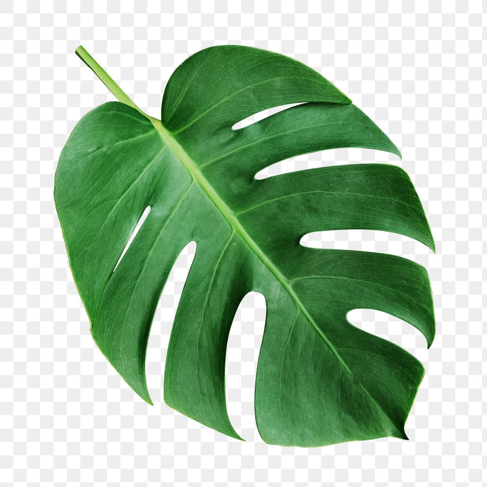 Monstera leaf png sticker, transparent background