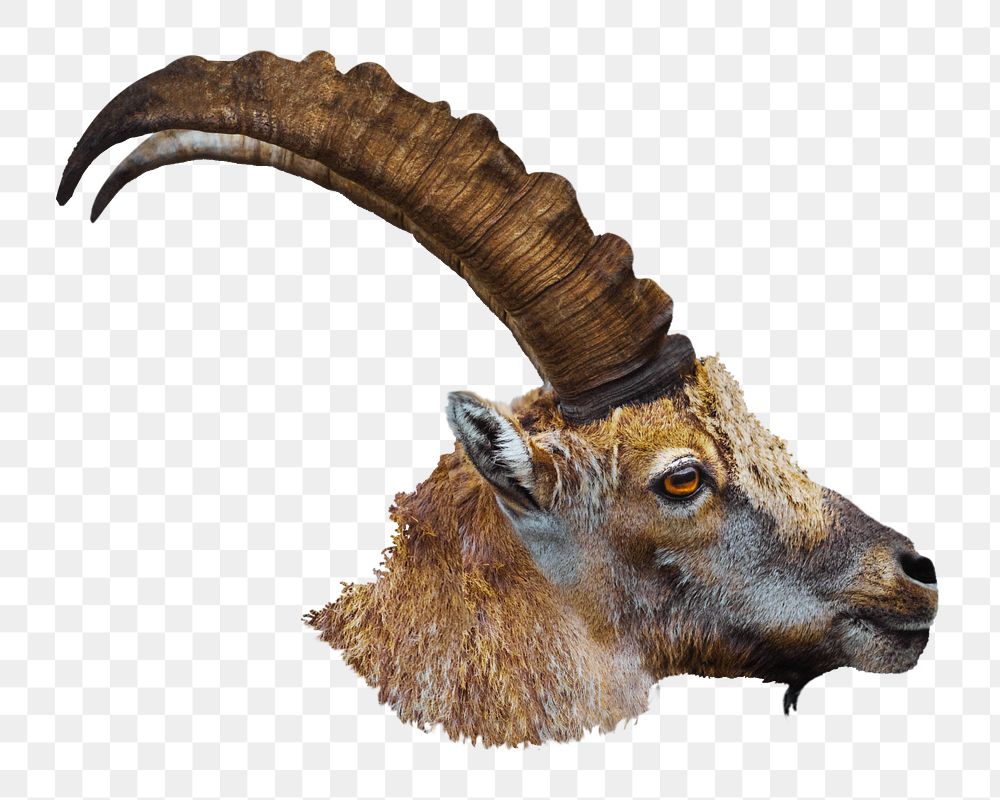 Alpine ibex head png sticker, transparent background