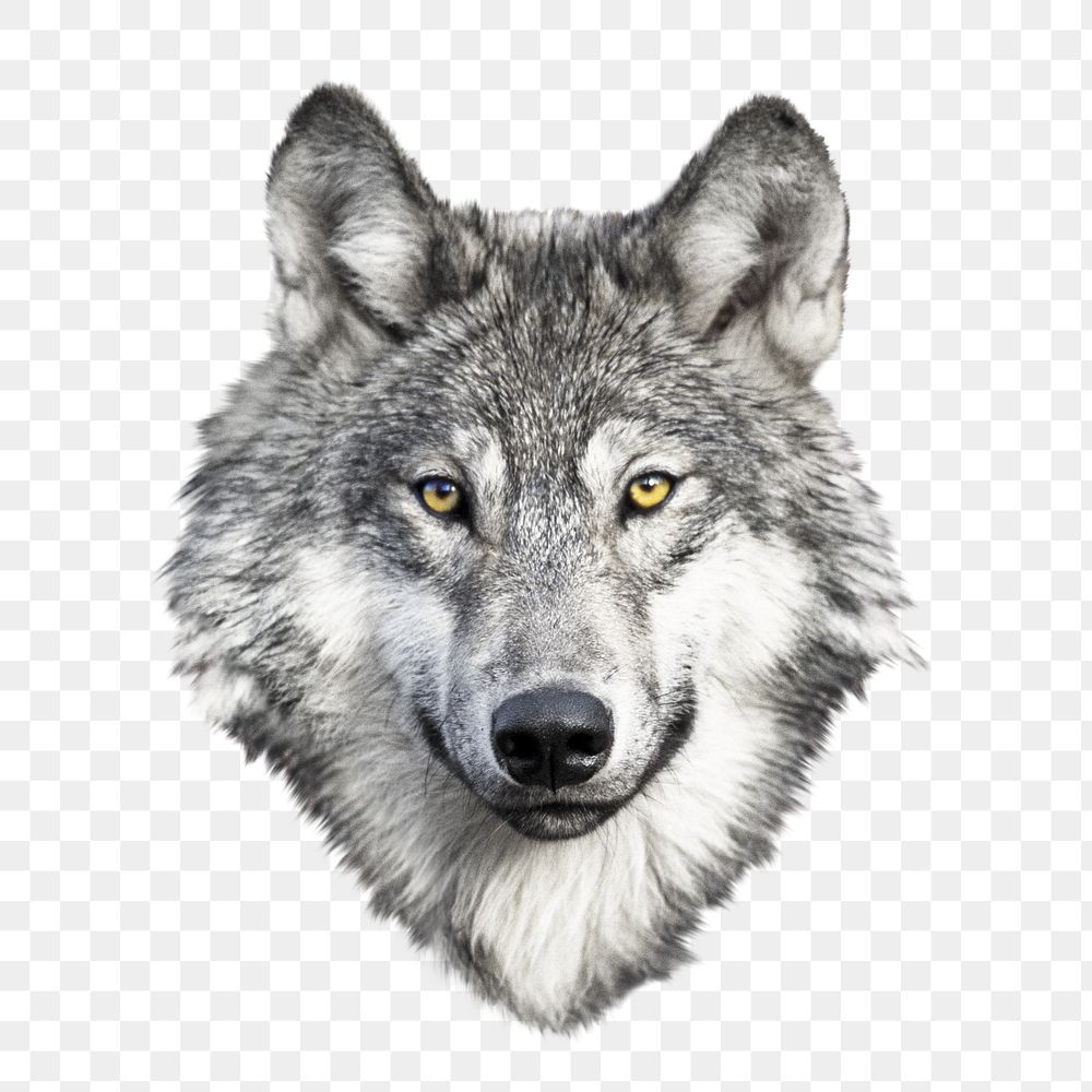 Wolf png animal, transparent background