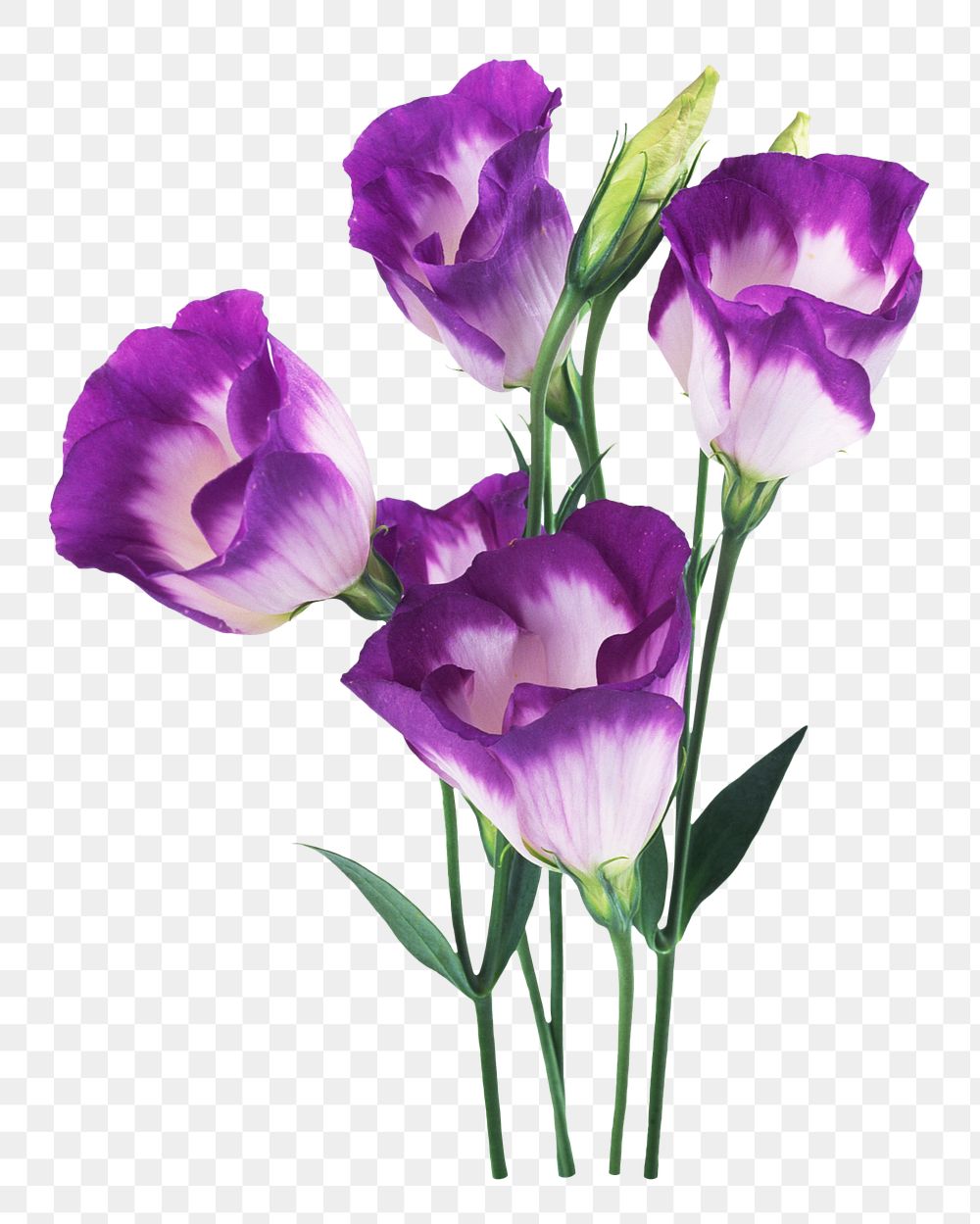 Purple tulip flowers png sticker, transparent background