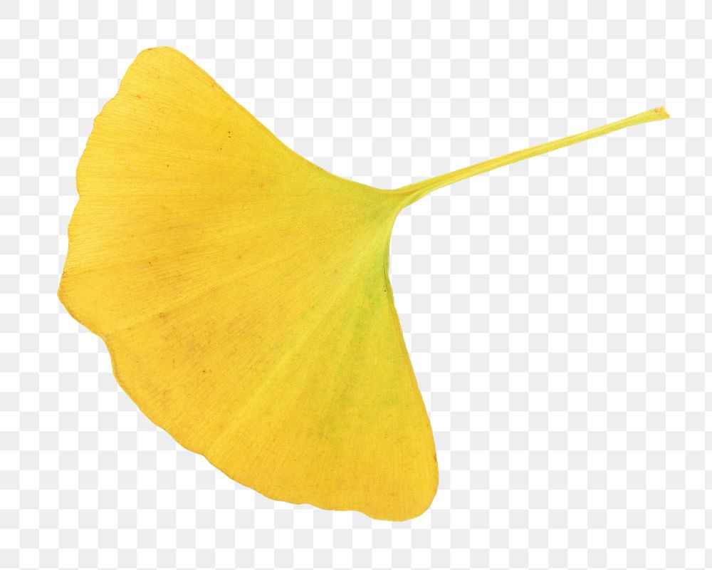 Autumn ginkgo leaf png, transparent background