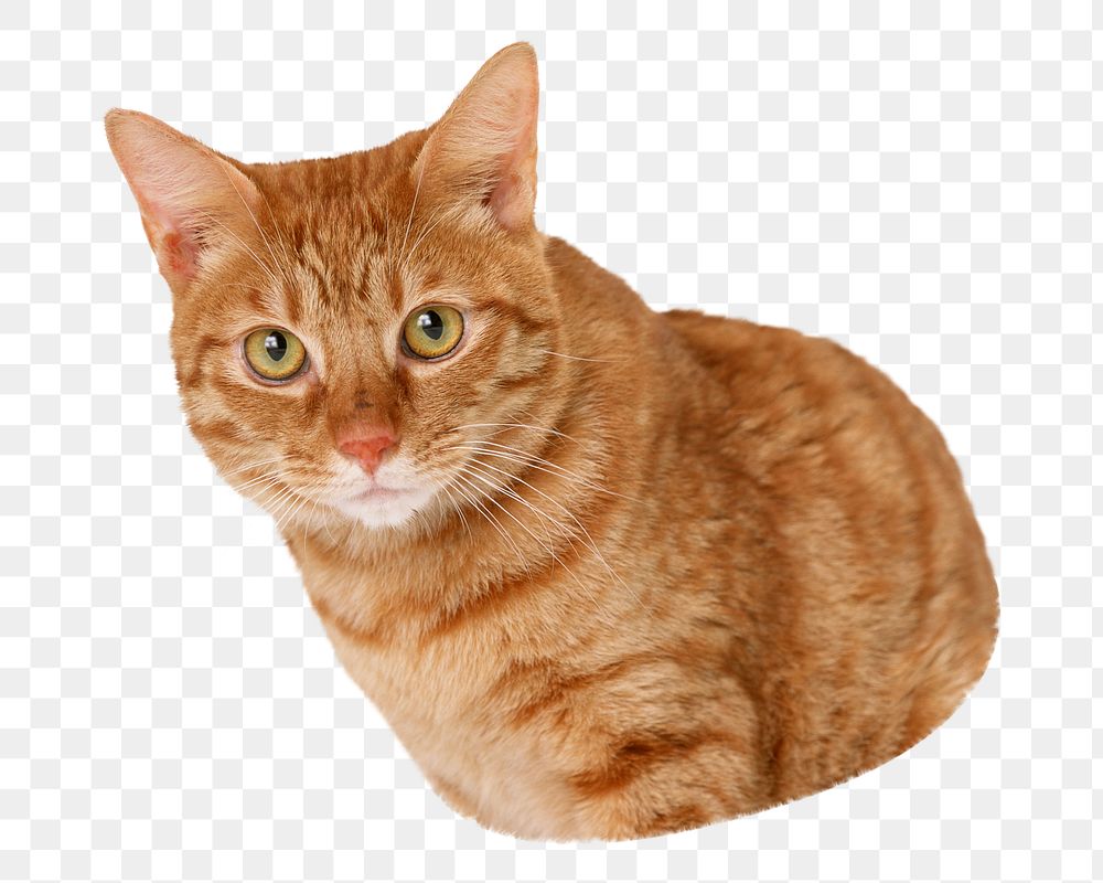 Ginger cat png sticker, transparent background
