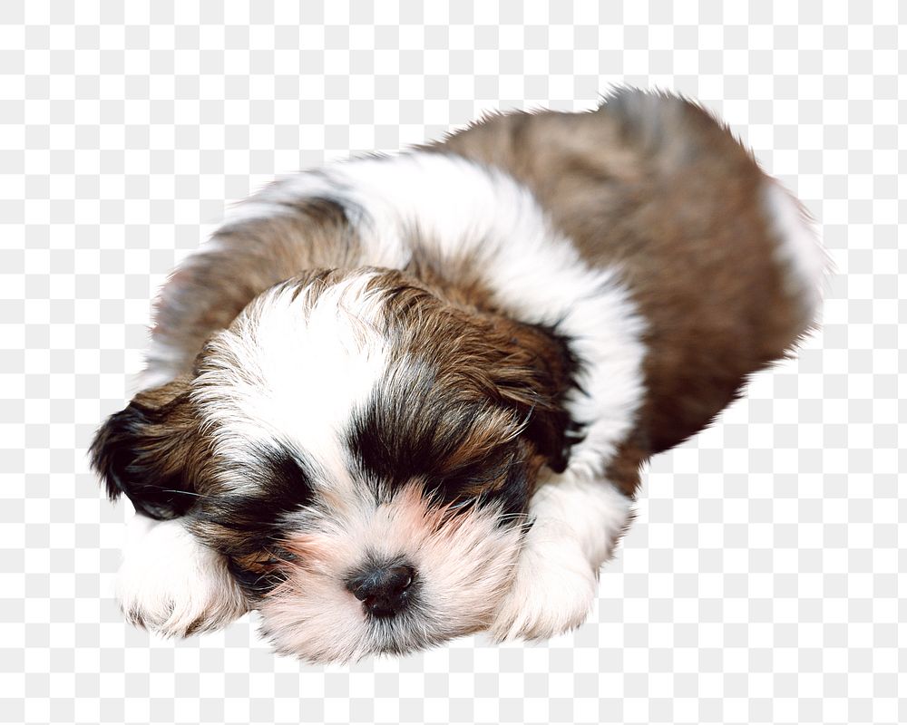 Shih Tzu puppy png, transparent background