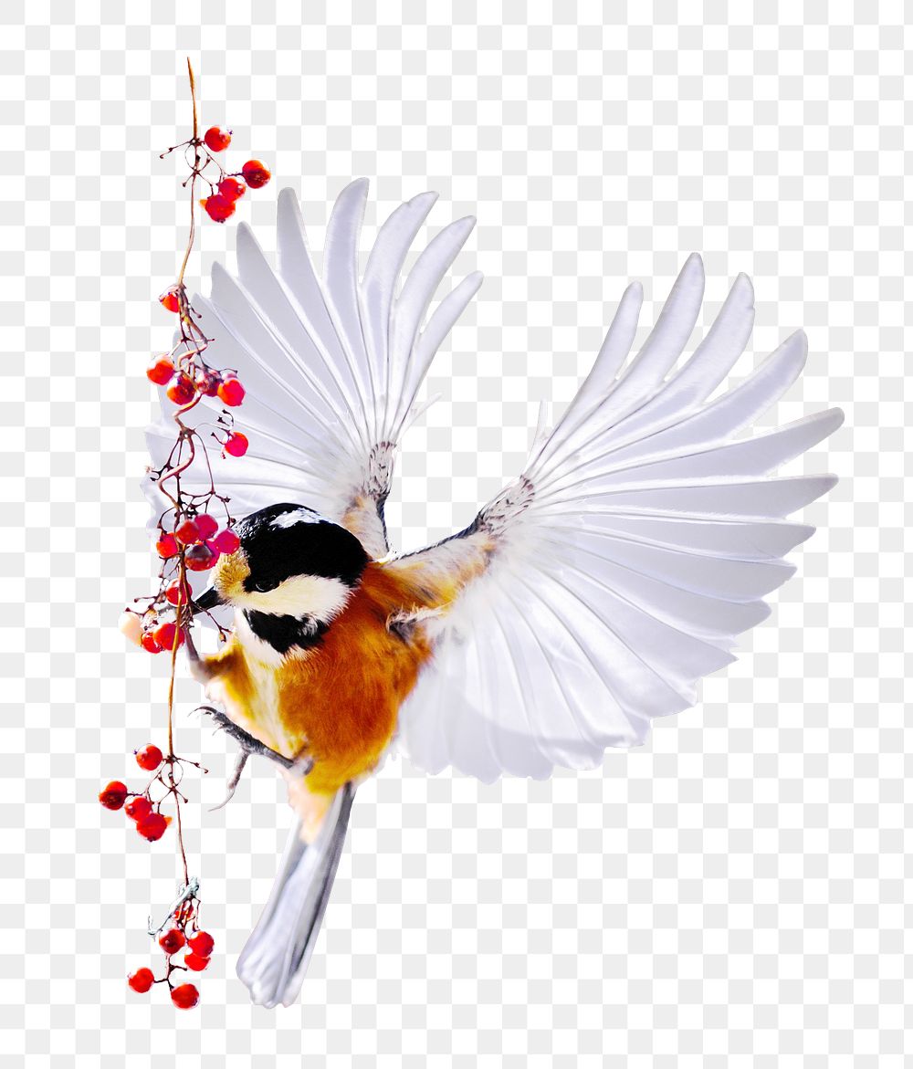 Brambling bird png sticker, animal transparent background